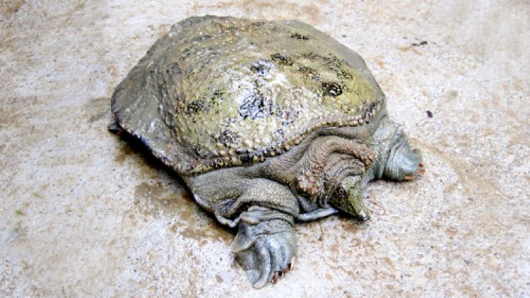 Giá ba ba gai tại Hà Nội