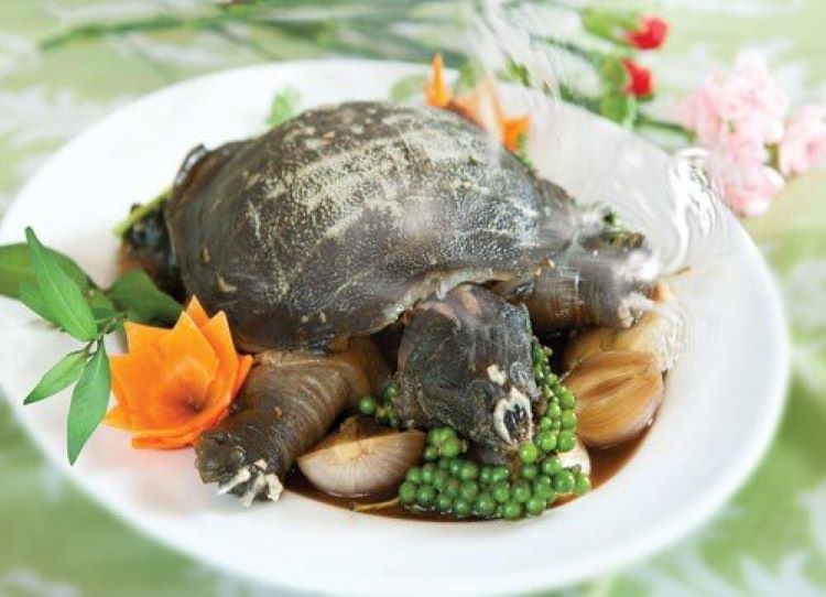 Các món ngon chế biến từ ba ba