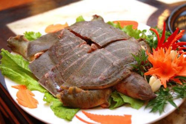 Địa Chỉ Có Giá Ba Ba Thịt Tại Hà Nội Tốt Nhất, Giao Hàng Toàn Quốc