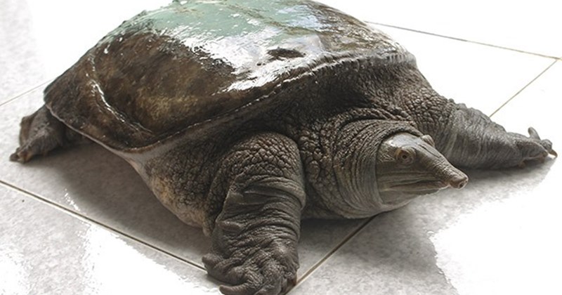 Giá ba ba thịt tại Hà Nội – Thông tin chi tiết và cập nhật mới nhất