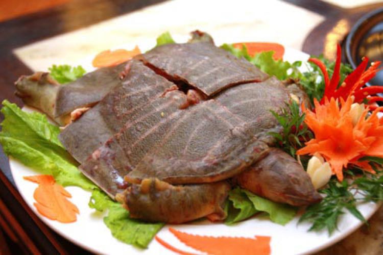 Giá Thịt Ba Ba Bao Nhiêu Tiền 1kg? Cập Nhật Mới Nhất Và Địa Chỉ Ngon