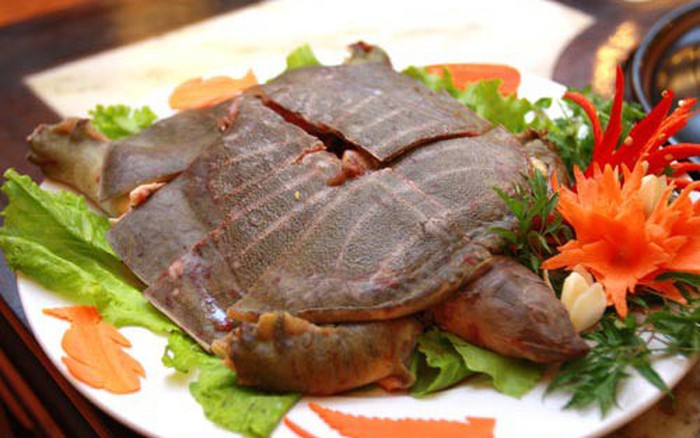 Giá Ba Ba Thịt Tại Hà Nội – Bảng Giá Tham Khảo, Kinh Nghiệm Chọn Mua