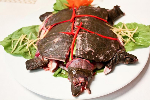  Gi&aacute; thịt ba ba bao nhi&ecirc;u tiền 1kg