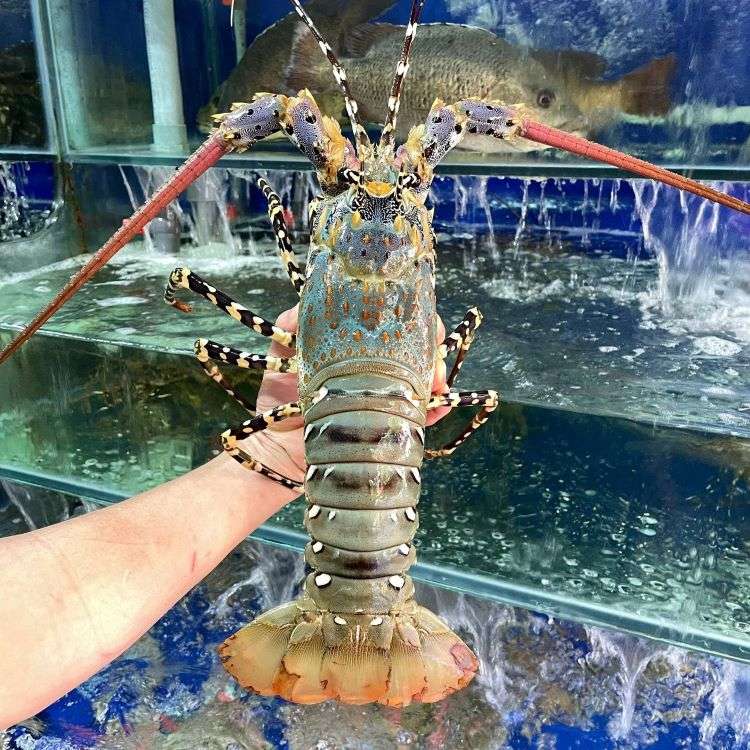 t&ocirc;m h&ugrave;m nướng ph&ocirc; mai