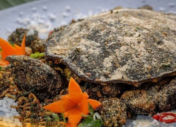 Cách Làm Thịt Ba Ba Ngon Chuẩn Vị, Đơn Giản Tại Nhà